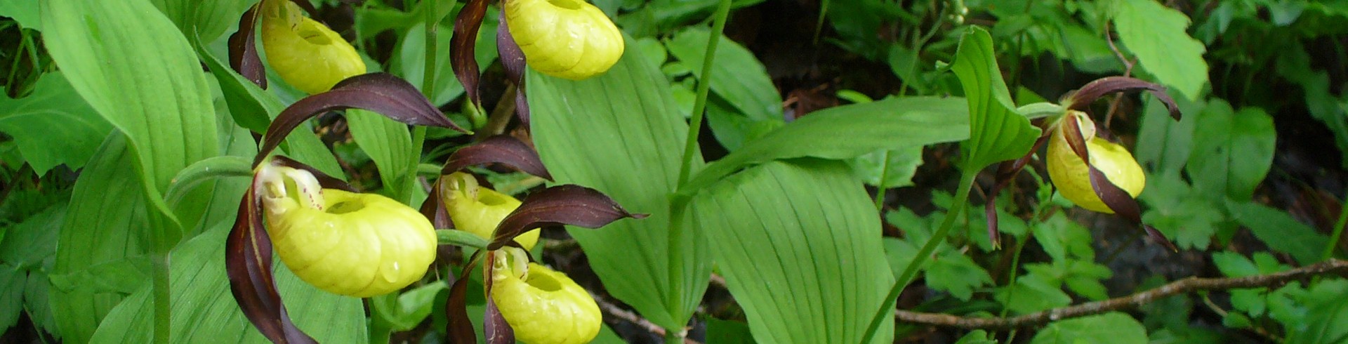 Flore  de l'Escale du Désert: Gîte de groupe et de séjour en CHARTREUSE