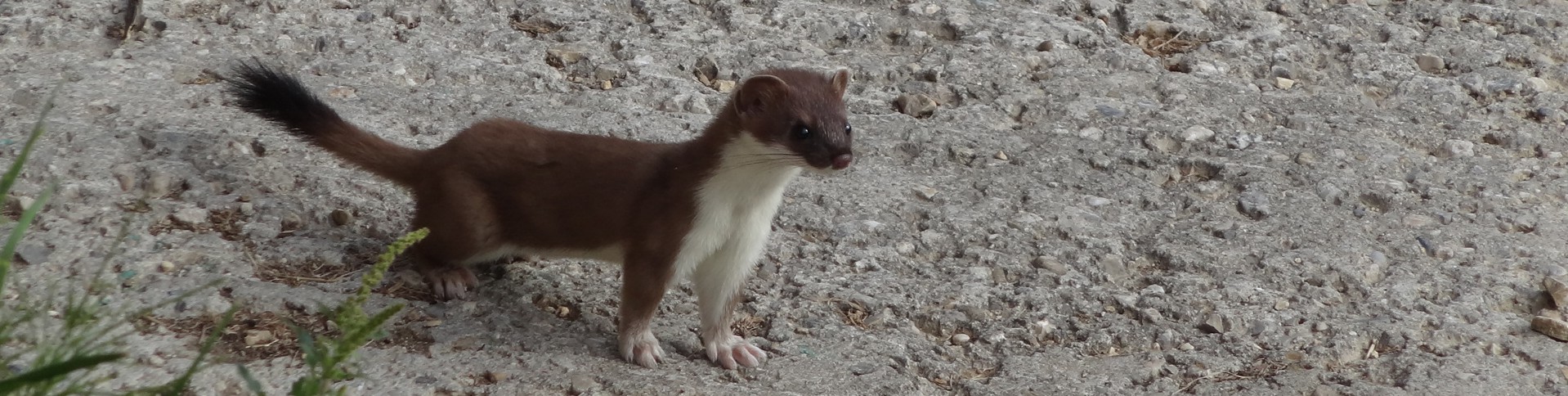 Faune de la Chartreuse en Savoie